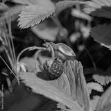 preview bw