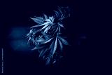 preview cold