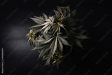 preview original