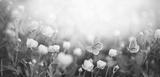 preview bw