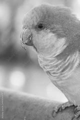 preview bw
