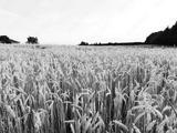 preview bw