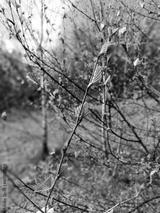 preview bw
