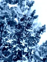 preview cold