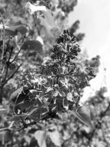 preview bw