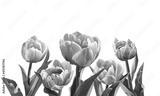 preview bw