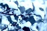 preview cold