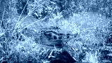 preview cold