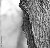preview bw