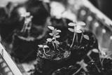 preview bw