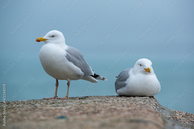 image to crop