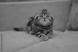 preview bw