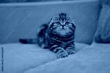 preview cold