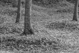 preview bw