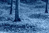 preview cold