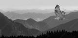 preview bw