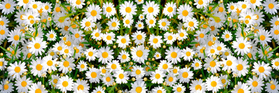 image to crop