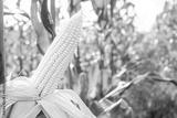 preview bw