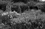 preview bw