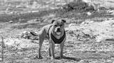 preview bw