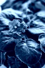preview cold