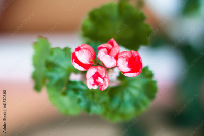 image to crop