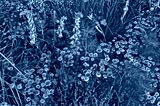 preview cold