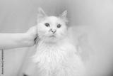 preview bw