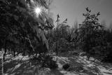 preview bw