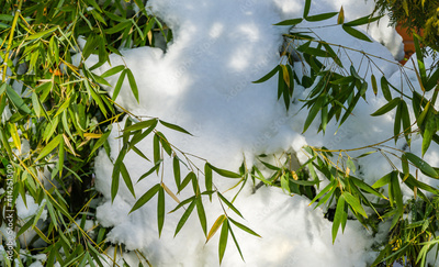 image to crop