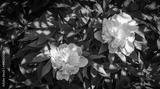 preview bw