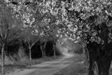 preview bw