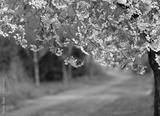 preview bw