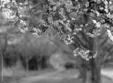 preview bw