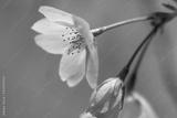 preview bw