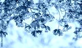 preview cold