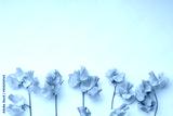 preview cold
