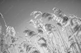 preview bw