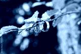 preview cold