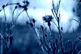 preview cold