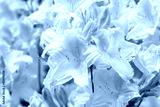 preview cold
