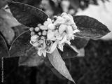 preview bw