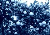 preview cold