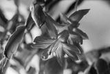 preview bw