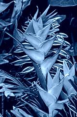 preview cold