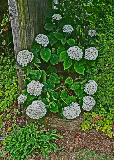 image to crop