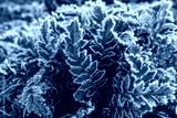 preview cold