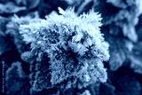 preview cold