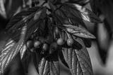 preview bw