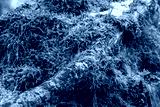 preview cold